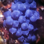 Cuttlefish eggs